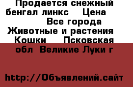 Продается снежный бенгал(линкс) › Цена ­ 25 000 - Все города Животные и растения » Кошки   . Псковская обл.,Великие Луки г.